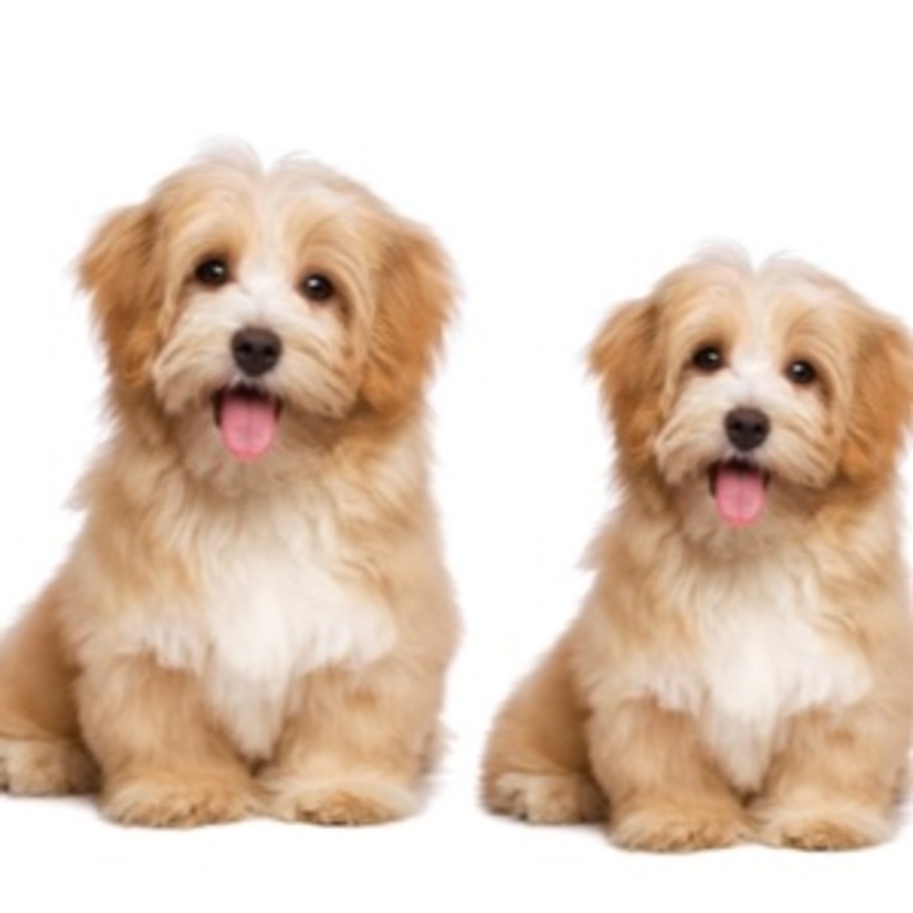 Meet your Posher, Amymaymouna